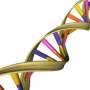 Study illustrates links between DNA repair and a rare neurodegenerative disease thumbnail