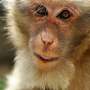 medical research monkeys
