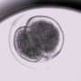 research on embryos