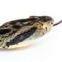 First genetic sequencing of Brazilian pit viper is completed