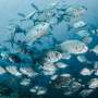 Data confirm link between respiratory stress and fish reproduction thumbnail