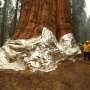 California fights fire with fire to protect giant sequoias thumbnail