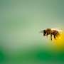 Honeybees are less likely to sting in larger groups