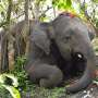4. formulate a hypothesis for how elephants respond to vibrations