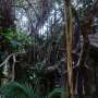 Ecological strategies of lianas differ in habitats with contrasting water availability