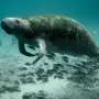 Although attempts to feed manatees have failed so far, efforts to keep them from starvation will continue thumbnail
