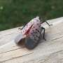 Meet the spotted lanternfly, the bug health officials are begging you to kill on sight