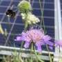 Solar parks could boost bumble bee numbers in a win-win for nature thumbnail