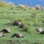 Studies find mixed results from sage grouse hunting restrictions thumbnail