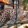 Rare leopard captured in northern Iraq thumbnail