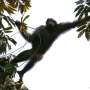 To understand future habitat needs for chimpanzees, researchers look to the past