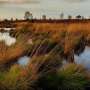 Losing a hectare of wetlands could cost upward of $8,000 in flood damages thumbnail
