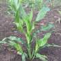Corn plants with tillers work well in restrictive environments