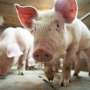 Scientists revive cells and organs in dead pigs thumbnail