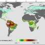 Analysis of global tree population explains baffling trends in species richness