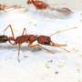Anti-insulin protein linked to longevity and reproduction in ants