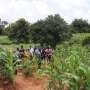 Balanced fertilization: A fulcrum for sustainable production of maize and rice in Africa