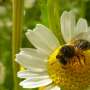 Bees boost crops and could steady food prices