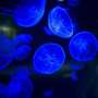 research paper of bioluminescence