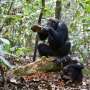 Researchers identify a variety of chimpanzee stone tools for cracking different nut species