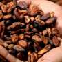 More intense roasting of cocoa beans lessens bitterness, boosts chocolate liking thumbnail