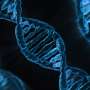 Enzyme, proteins work together to tidy up tail ends of DNA in dividing cells