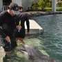 Dolphins use signature whistles to represent other dolphins, similar to how humans use names