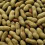 Early treatment could tame peanut allergies in small kids