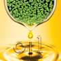 Engineering duckweed to produce oil for biofuels, bioproducts