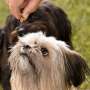 Feeding dogs raw meat associated with increased presence of antibiotic-resistant bacteria