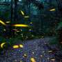 From robot fireflies to okra plasters: 2022's nature-inspired
solutions