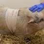 First total ear canal removal surgery performed on pig thumbnail