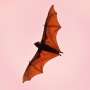 Africa is full of bats, but their fossils are scarce—why these rare records matter