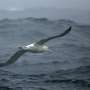 is the wandering albatross extinct