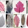 From museum to laptop: A visual leaf library is a new tool for identifying plants thumbnail