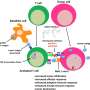 CDK4: A grasp regulator of the cell cycle and its position in most cancers thumbnail