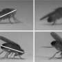 Genetic defect leads to motor disorders in flies