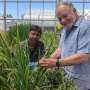 Growing cereal crops with less fertilizer
