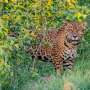 Jaguar released in Argentina to help endangered species thumbnail