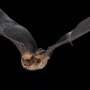 Hibernation slows biological aging in bats