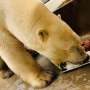 High protein diet may harm polar bears thumbnail