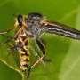 How hunting robber flies snatch victims from the air thumbnail