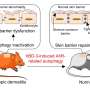 Researchers investigate a biomolecule that mitigates eczema in mice