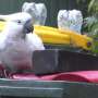 Bin-opening cockatoos enter 'arms race' with humans