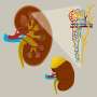 new research for kidney disease