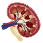recent research on kidney cancer