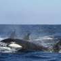 orca affonda yacht