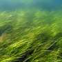 Legacy of ancient ice ages shapes how seagrasses respond to environmental threats today