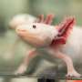 The scientist helping to develop the axolotl as a model thumbnail