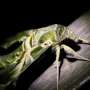 Moths use ultrasound to defend against bats